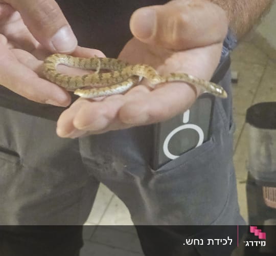 אדם מחזיק נחש קטן בידיים